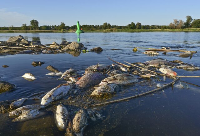 Germany Poland Polluted River The Associated Press