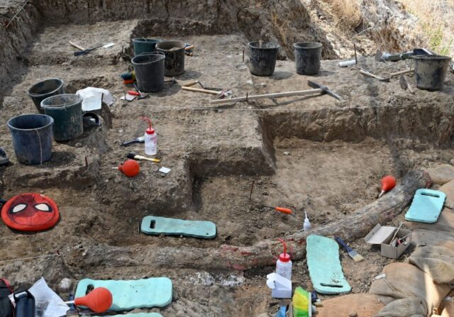 Scientists in Israel dig up large tusk that came from extinct elephant species