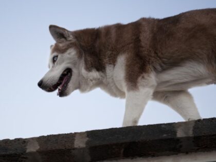Dog keeps watch on roof