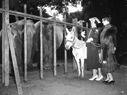 Two women with a donkey on a leash looking at two elephants ca. 1936. (Photo by: HUM Images/Universal Images Group via Getty Images)