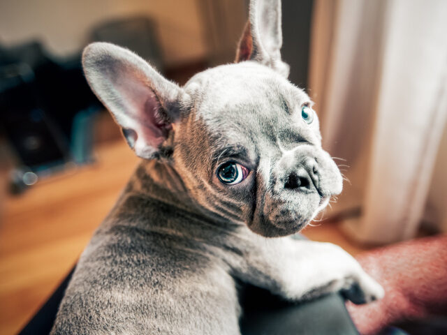 French Bulldog