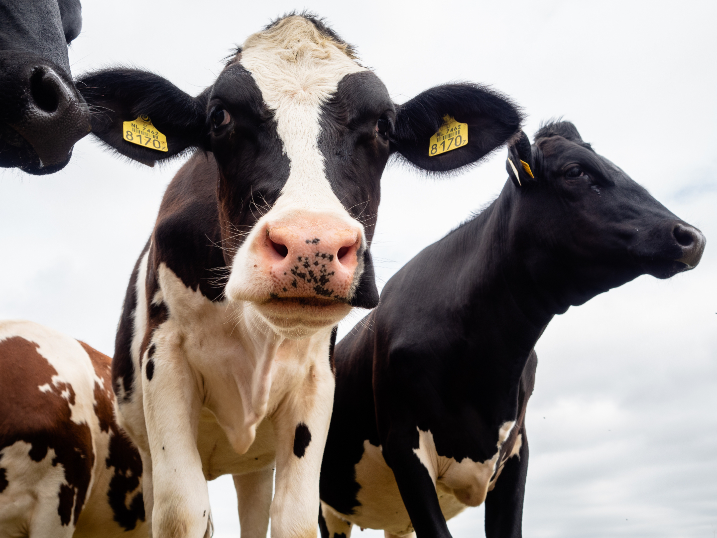 'Dictatorial' Dutch City to Ban Meat Advertising to Fight Climate Change - Vimarsana News