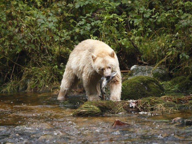 PHOTO: Rare White 'Spirit Bear' Confirmed in Michigan - Vimarsana News