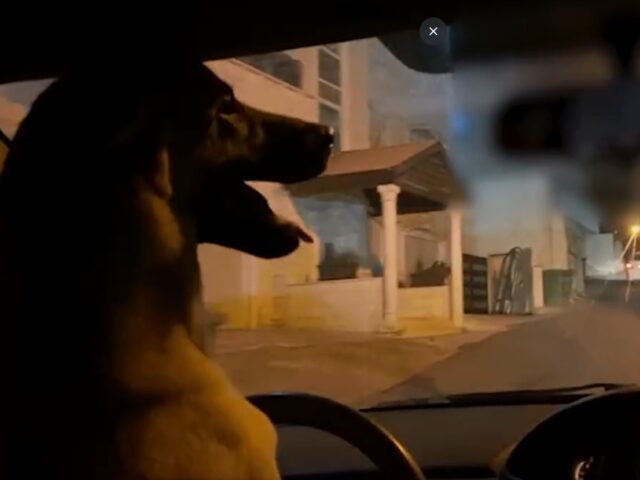 dog drives