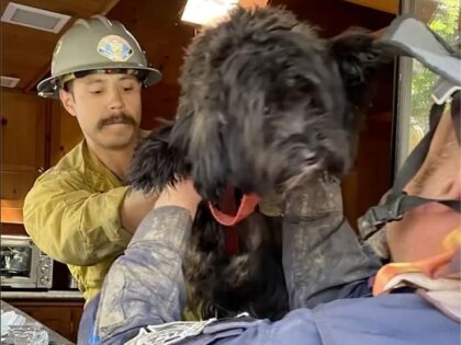 San Bernardino County Fire/Instagram https://www.instagram.com/p/CilfEUtpmle/. Dog Reunited w/ Fam
