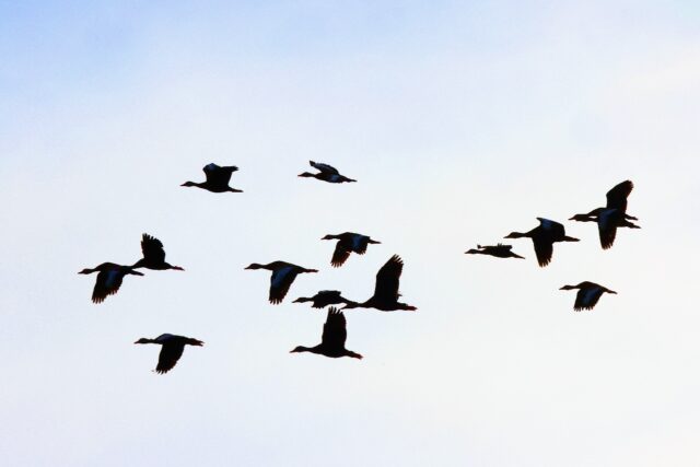 Ducks are believed to be superspreaders of bird flu in part because they travel so far as