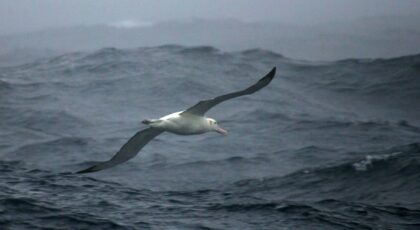 Fortune favours the bold: Research has found that shyer albatrosses are up to twice as lik