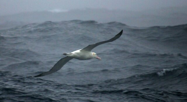 Fortune favours the bold: Research has found that shyer albatrosses are up to twice as lik