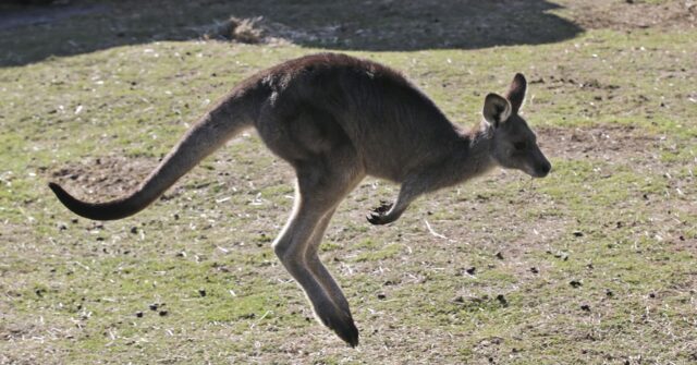 Australian man killed by kangaroo in rare fatal attack - Breitbart