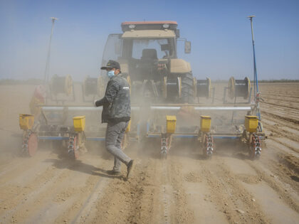 A worker walks behind a tractor during planting of a cotton field, as seen during a govern