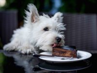 ‘Dogue’: Posh Restaurant for Dogs Opens in Crime-ridden, Drug-addled San Francisco