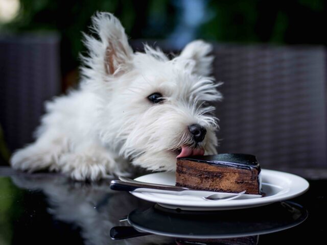 Dog eating cake (Getty)