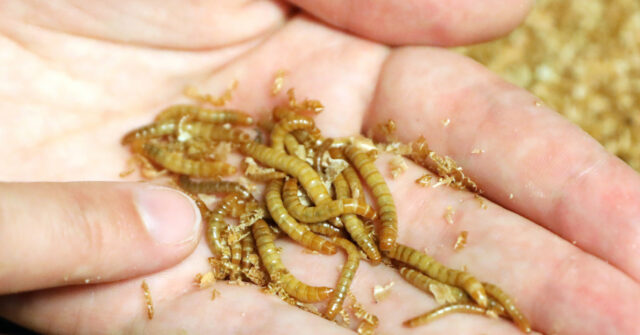 Great Reset: Dutch Children Fed Mealworms at School as Meat Alternative