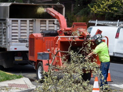 Reading, PA - April 21: Daniel Cimino loads branches into a wood chipper. A crew with Nolde Pines does tree trimming on North 5th Street at the intersection with Greenwich Street in Reading, PA Wednesday morning April 21, 2021. (Photo by Ben Hasty/MediaNews Group/Reading Eagle via Getty Images)