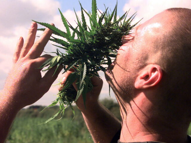 A man smells a bud of marijuana picked from a field in Essex in the UK 2021. (Photo by: Ro