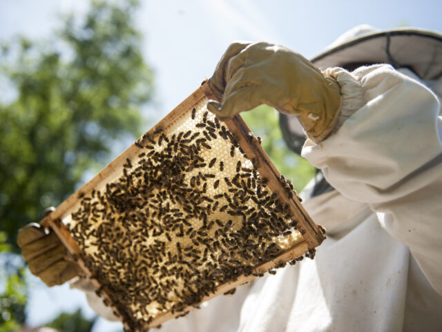 Beekeeper at her apiary, checking one of the frames for new brood, during a routine inspection.