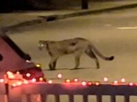 WATCH — Exclusive: Mountain Lion vs. Coyotes on Los Angeles Street