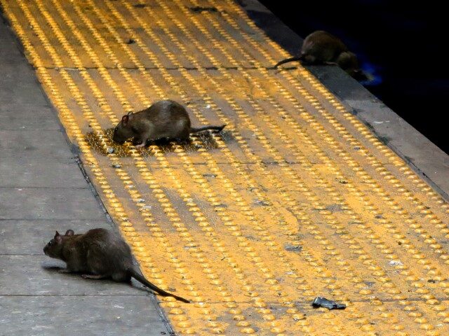 Three rats scavenge for food on the subway platform at Herald Square September 3, 2017, in