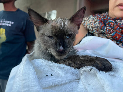 Members of the Los Angeles Fire Department were able to successfully resuscitate a cat that was found inside a burning apartment.