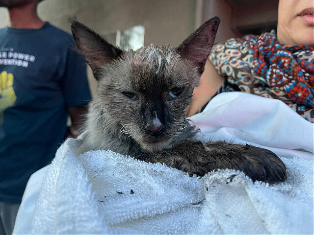 Members of the Los Angeles Fire Department were able to successfully resuscitate a cat tha