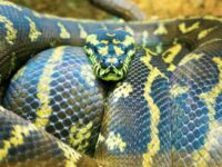 VIDEO: Indonesian Woman Killed After 16-Foot Python Swallows Her Whole