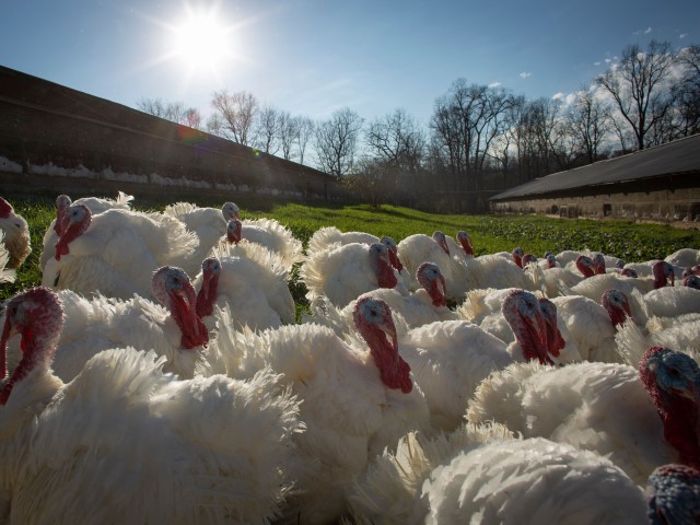 Turkey Prices Set to Soar for Thanksgiving