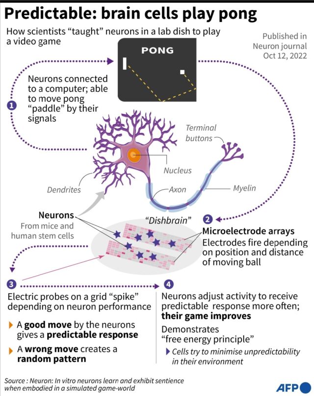 An Australian laboratory experiment taught brain cells to play the video game Pong by resp