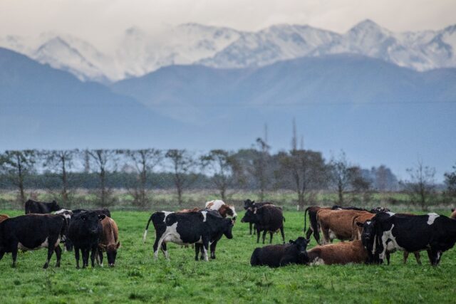 Gases naturally emitted by New Zealand's 6.2 million cows are among the country's biggest