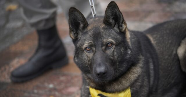 France honors hero dogs, highlighting their achievements - Breitbart