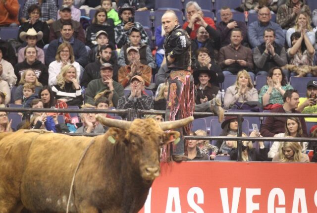 'Extremely aggressive' escaped rodeo bull remains at large in N.C.