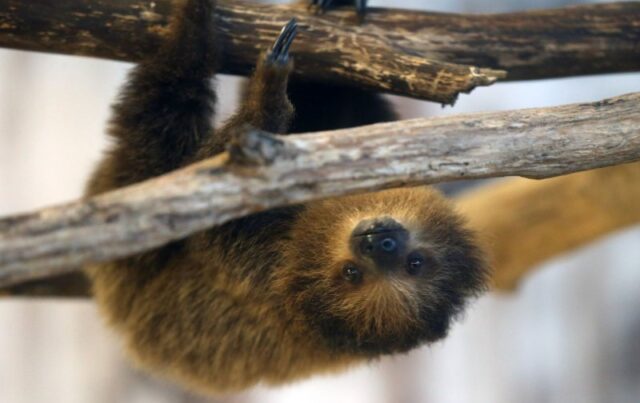International Sloth Day promotes slow-moving animal conservation