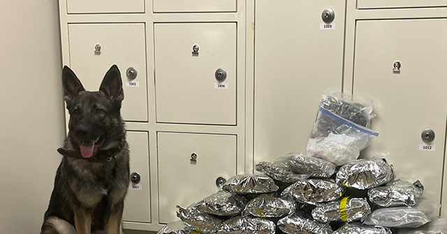 PHOTO - K-9 Sniffs Out Drugs Worth $125K First Day on the Job: 'Way to Go, Maverick'