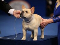 ‘Shameful’: PETA Blasts NFL Player Who Co-Owns National Dog Show Winner