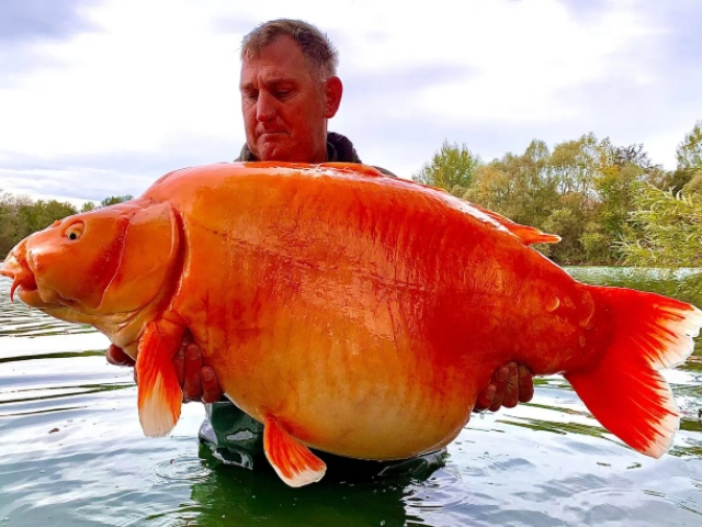 A fisherman from the UK is likely to enter the history books after catching what