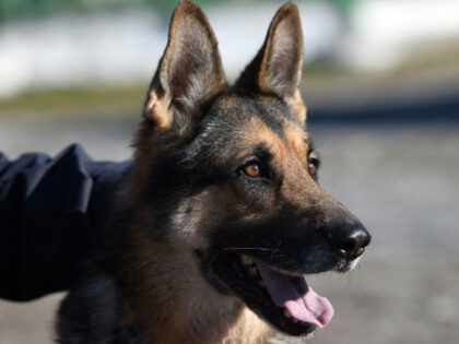 Brandi, a police dog serving for finding lost people in disasters, takes part in a daily training at the Institute of Police Dogs Training in Tirana on February 2, 2022. - After a decade of sniffing around for illicit cash in Albanian airports, Konti has a lot to look forward …