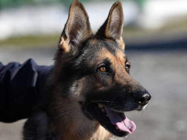 Brandi, a police dog serving for finding lost people in disasters, takes part in a daily t