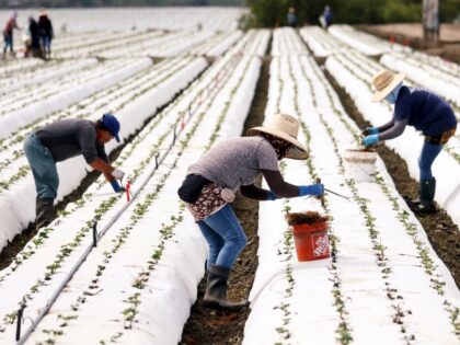 VENTURA, CALIFORNIA - AUGUST 05: Farm workers labor in a strawberry field amid drought conditions on August 5, 2022 near Ventura, California. Around 800,000 acres of farm fields could be left unworked this year amid unprecedented cuts to water supplies, according to a study by Josue Medellin-Azuara, an associate professor …