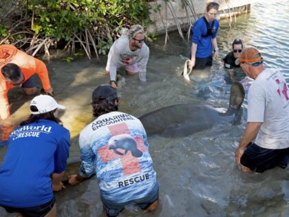 In this photo provided by the Florida Keys News Bureau, a team from the Florida Fish and Wildlife Conservation Commission, SeaWorld Orlando, the Florida Keys' Dolphin Research Center and Florida Keys Aquarium Encounters release a rehabilitated manatee named Duval into a Keys canal Tuesday, Nov. 29, 2022, in Key Colony …