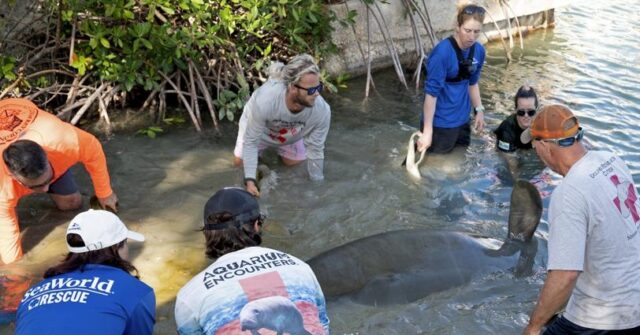 3 Rescued Manatees Rehabilitated at SeaWorld, Released into Florida Keys