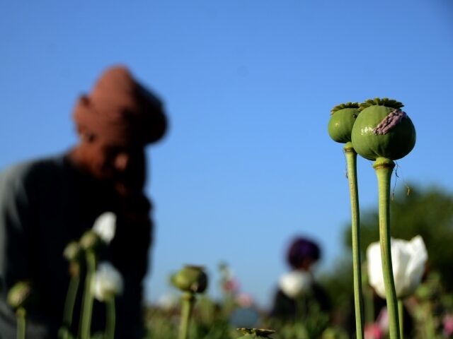 A farmer collects raw opium in a poppy field in Kandahar, Afghanistan, April 3, 2022. The