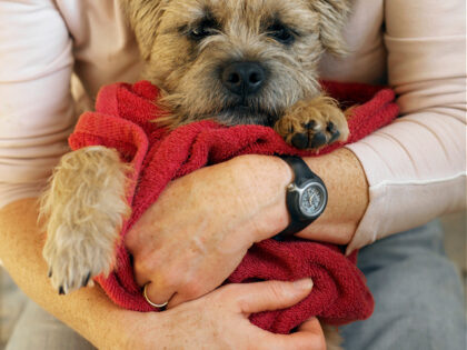 Puppy wrapped in towel, held in woman's lap, close-up (focus on puppy) - stock photo