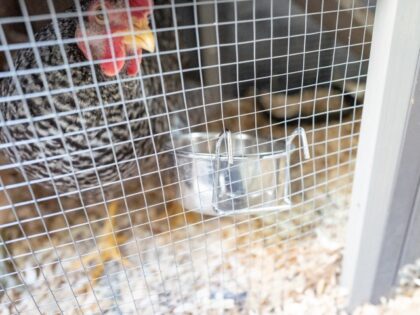 Close-up shot of a chicken in a chicken coop in San Ramon, California, November 20, 2020.