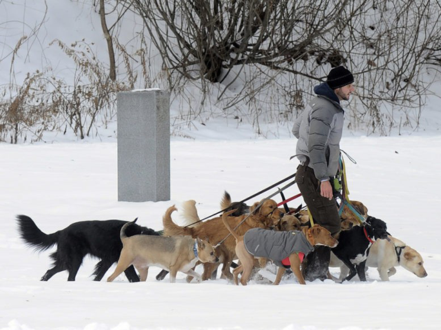 FILE - In this Thursday, Dec. 15, 2016, file photo, a dog walker controls multiple canines on a walk at Congress Park in Saratoga Springs, N.Y. Starting a business is often a pricey ordeal, but no- to low-cost ideas exist for aspiring entrepreneurs with unique and marketable talent. Americans shell …