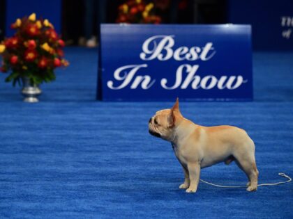 OAKS, PA - NOVEMBER 19: Perry Payson wins the National Dog Show with Winston, 3, a French Bulldog, on November 19, 2022 in Oaks, Pennsylvania. Nearly 2,000 dogs across 200 breeds are competing in the country's most watched dog show, with 20 million spectators, televised on NBC directly after the …