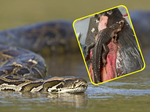 WATCH: Florida Alligator Discovered Inside Burmese Python's Belly - Vimarsana News