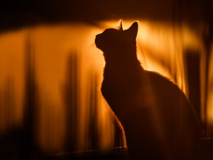 The silhouette of a cat. - stock photo