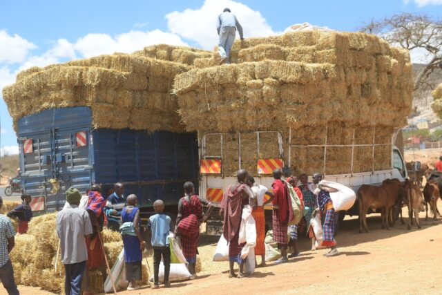 Maasai women affected by a worsening drought buy barley straw for their animals at a lives