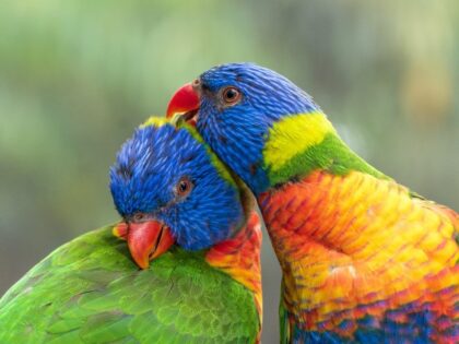 A Rainbow Lorikeet couple enjoy preening each other.