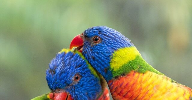 Govt. Waste: Nearly $690K in Taxpayers' Money Spent to Study 'Romance' Between Parrots