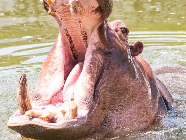 A hippopotamus opens his mouth